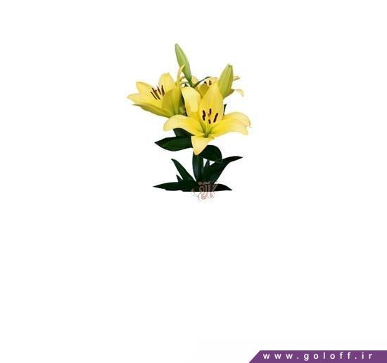 فروشگاه آنلاین گل - گل لیلیوم رودین - Lilium | گل آف